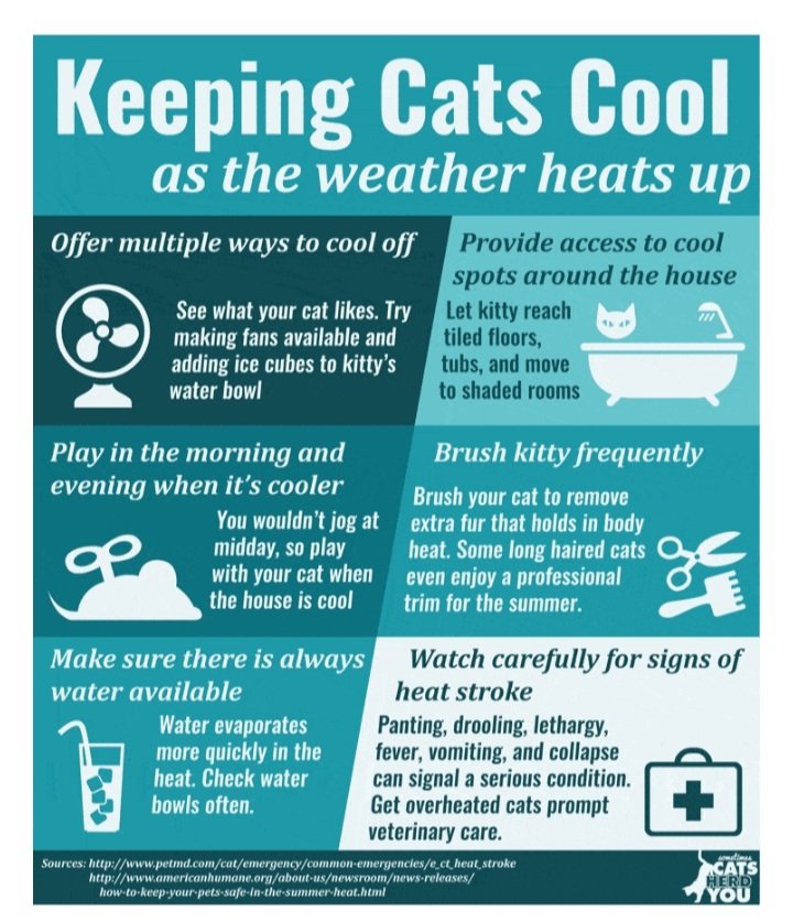 TreasuryMog's tweet image. Stay cool my friends 😼