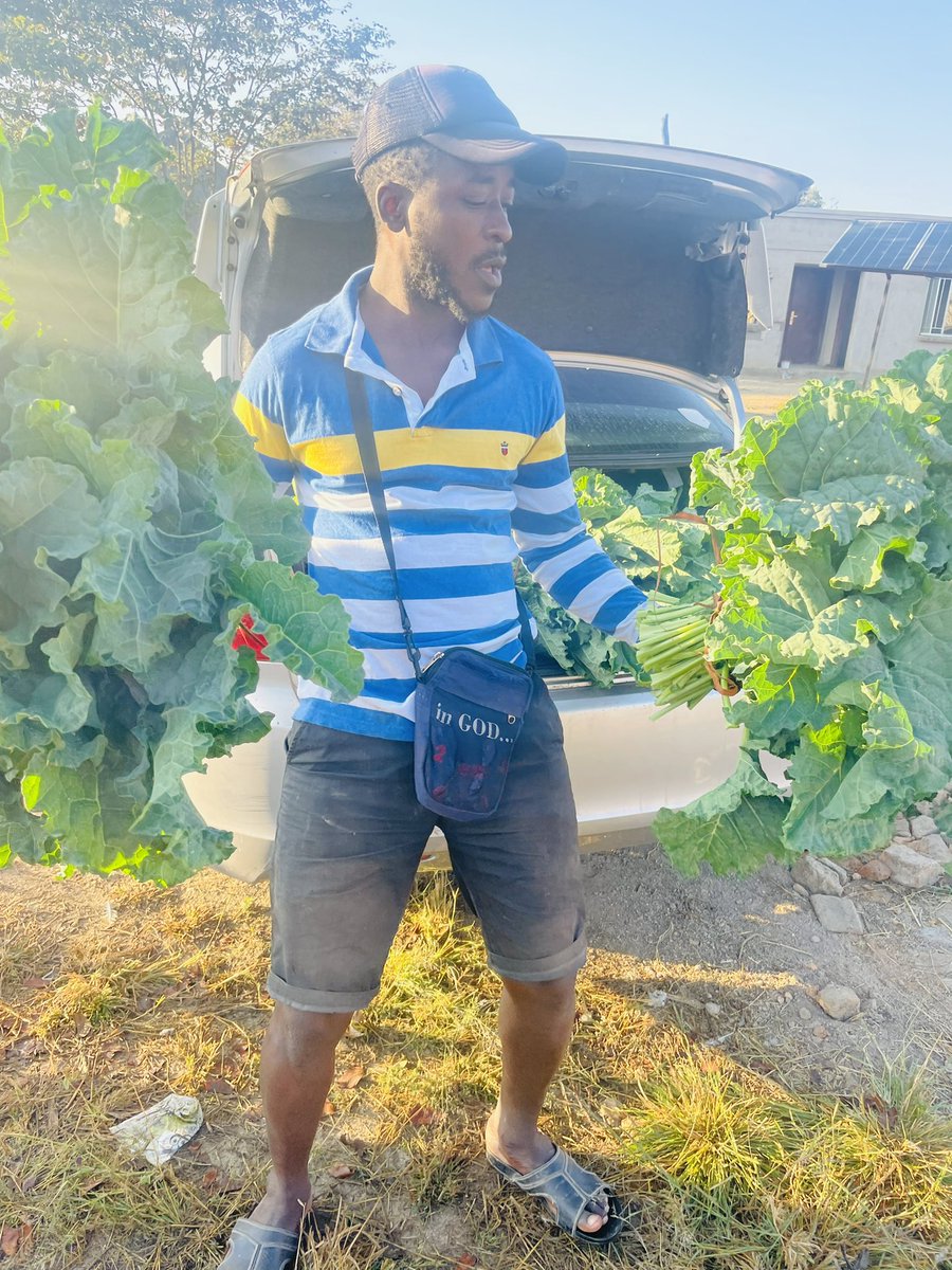 Covo kuvabereki.😀. Good morning my Friends 🫶🏿