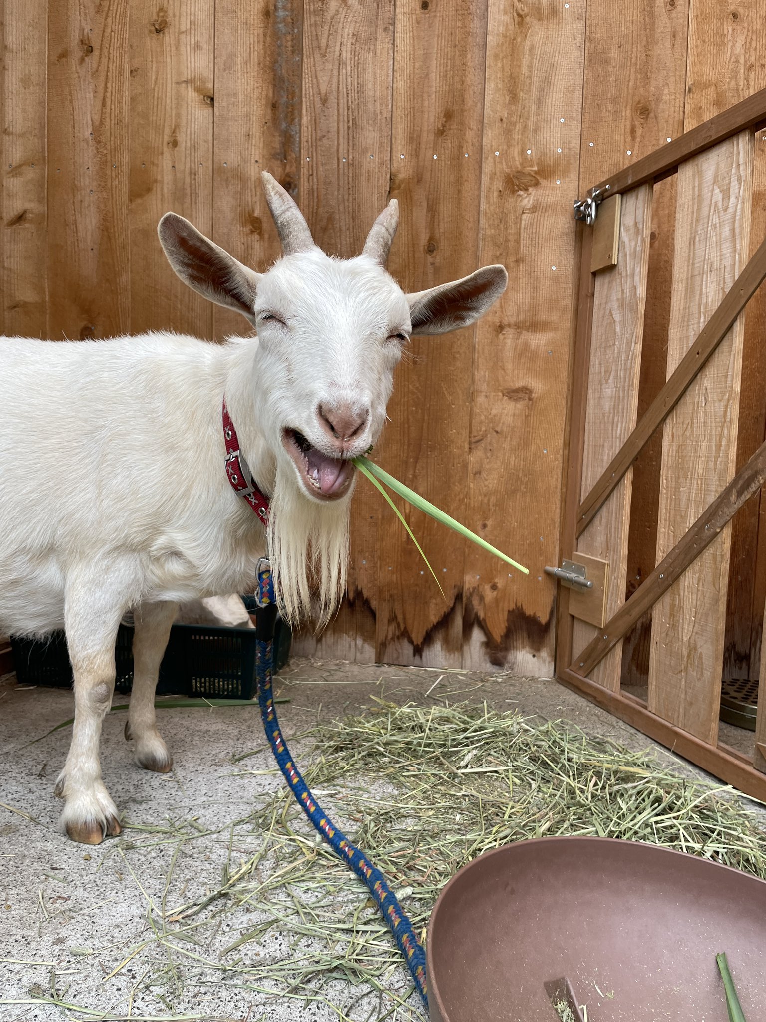 シバヤギのユキちゃん ニコッとユキちゃん ヤギ 山羊 Goat T Co D8lcexyoe3 Twitter
