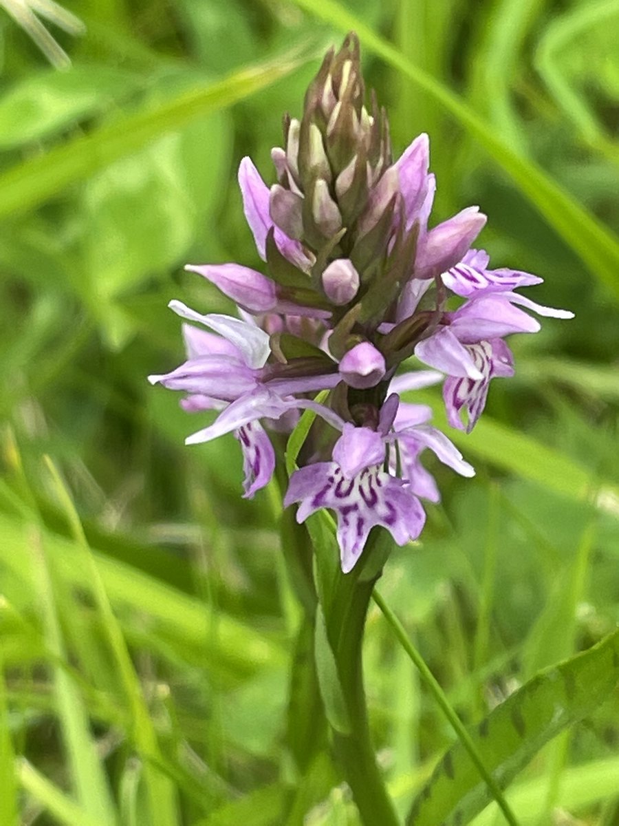 A few different types of orchids, (no idea of names) along the Grand Canal at Landenstown, <a href="/KildareHeritage/">Kildare Heritage</a> hopefully they don’t be mowed out of it in coming weeks @waterwaysirelan