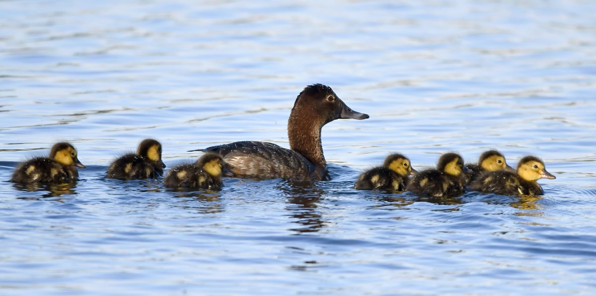 Female Pochard and her little ducklings. 😍