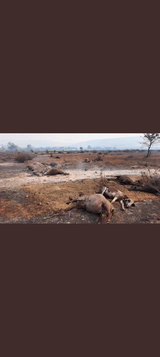 BBFFLuchaCyl's tweet photo. EXIGIMOS la DIMISIÓN del señor Quiñones consejero de Medioambiente por su total INCOMPETENCIA.
#IFRiofrioDeAliste https://t.co/OFv5ui1iyz