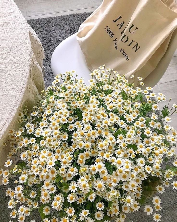 malusokay's tweet photo. Daisies will always hold a special place in my heart 🤍 https://t.co/H3qmnZQ3TH
