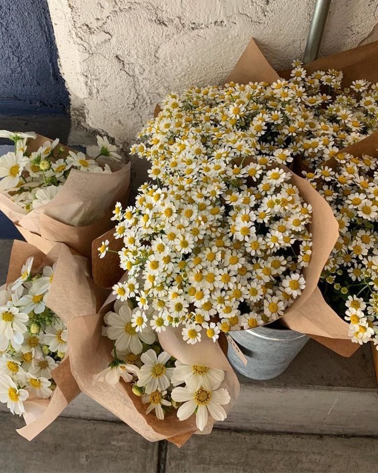 malusokay's tweet photo. Daisies will always hold a special place in my heart 🤍 https://t.co/H3qmnZQ3TH