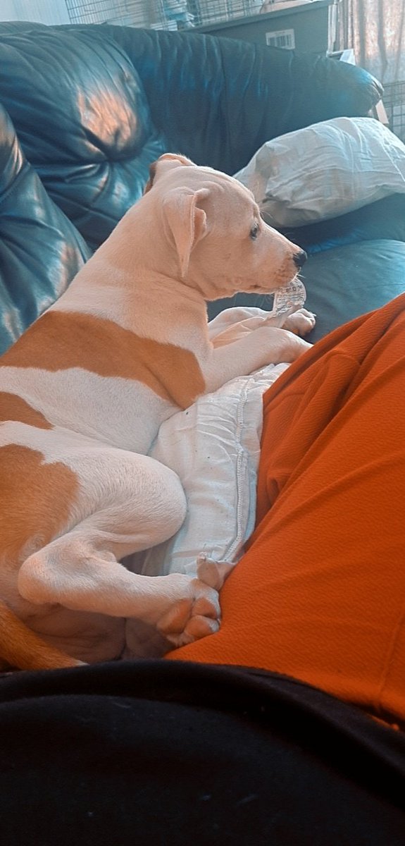 Kaiya you keep me on my toes all day and obsessed with labels lol and the bitting stage needs to go lol but your my girl and puts smile on me when I'm low ☺️ #bully #kaiya #puppylove