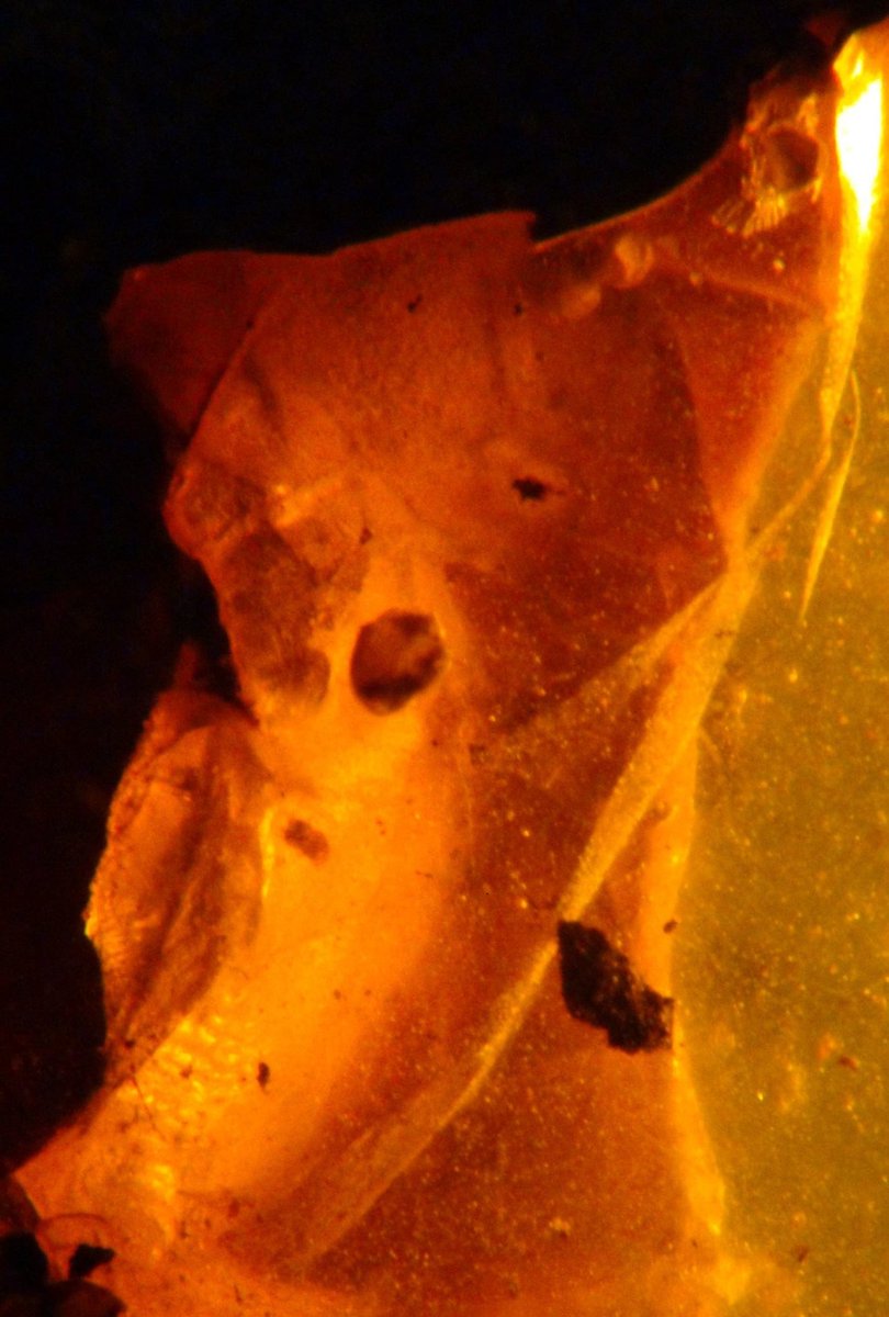 hugogill's tweet photo. 3 photos of 1 piece of amber containing a brooding volant longirostrine reptile.
More details: https://t.co/q4tKyiaIKO
#fossilfriday #burmite #amber #cretaceous #longirostrine #reptile https://t.co/ugCIecZCdB