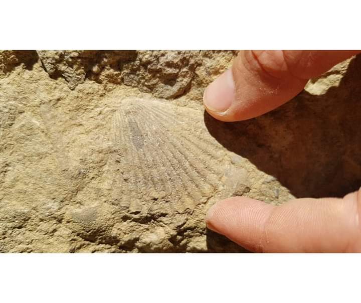 Greetings from the sea! The #TethysSea. A walk through the Ohaba-Ponor – Fizesti area in Pui commune can reveal traces of the sea surrounding the former island of Haţeg, the land of #dwarfdinosaurs of Transylvania.