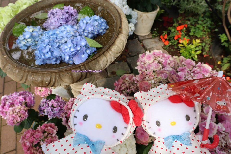 kittychanfan's tweet photo. 横浜イングリッシュガーデンでぬい撮りしてきました
楽しかった✨
また行きたいな
#kitty #hellokitty #ハローキティ #キティ #キティちゃん
#横浜 #yokohama
#横浜イングリッシュガーデン
#yokohamaenglishgarden
#紫陽花 #あじさい #hydrange
ぬい撮り #nuidori #ぬいぐるみ #nuigurumi https://t.co/zcIi4gNHYN