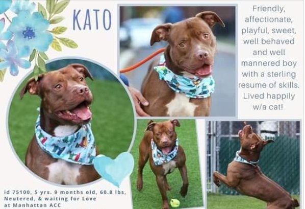 #NYCACC
LISTED TO DIE 6/18🆘
Kato 5y #75100🎯
Adoptable/No child u 5
Playful friendly all round lovable! 2nd visit to shelter, lived w cat in prev home, used to play w dogs, now not so. Has commands +loves ppl, needs active N East adopter /foster, Kids5+ No dogs. LINKS⬇️#PLEDGE