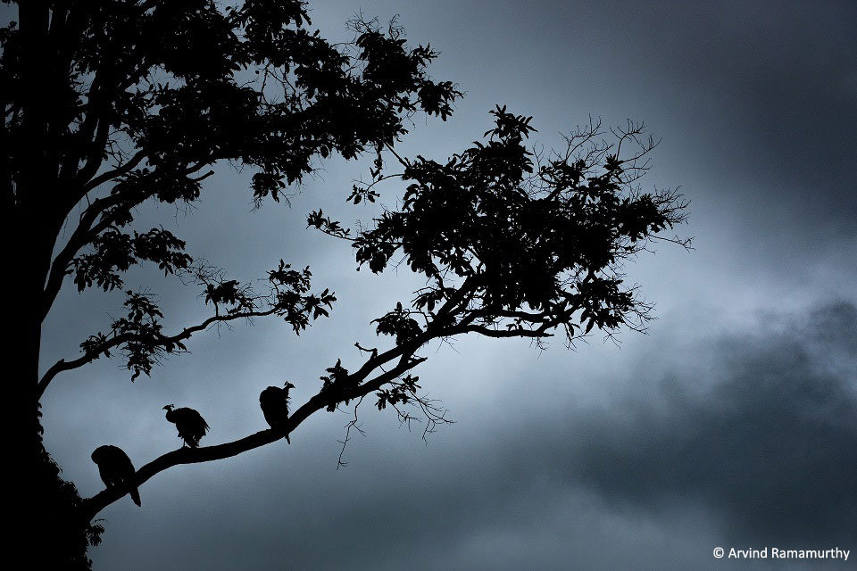 For a nature photographer, monsoon is one of the finest times to be in the jungle. These evocative images by Arvind Ramamurthy <a href="/arvindrthy/">Arvind Ramamurthy</a>, from forests across Karnataka, take us on a monsoon safari. 

jlrexplore.com/gallery/photos…