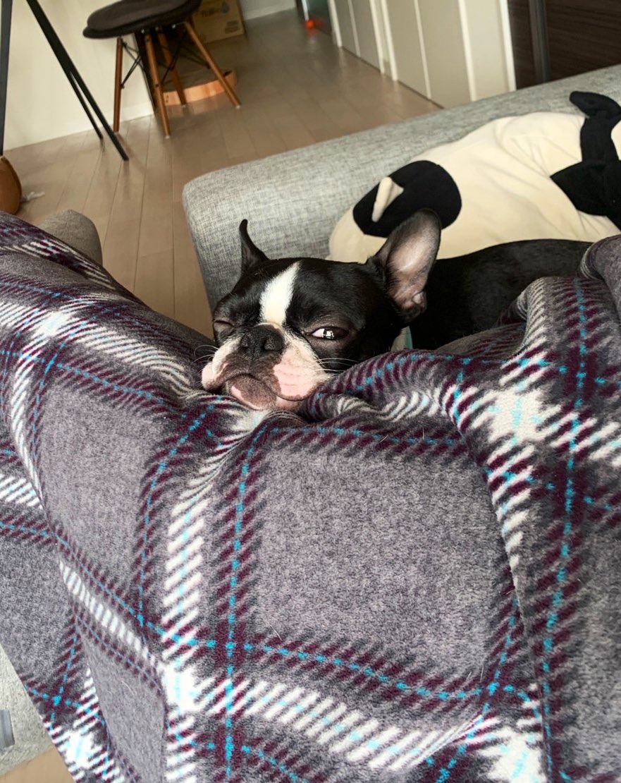 unitora_pet's tweet photo. ウインクしてるよね、、？👀
#ボストンテリア #ボステリ #いぬとの暮らし https://t.co/Xt9hfcYVkm