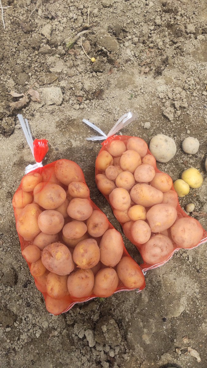 ChanFujitama's tweet photo. 知多市畑直売してます３キロ超６００円、５キロ超１０００円🥔

男爵、メークイン🥔安心安全無農薬！ https://t.co/n2bAHrZWtJ