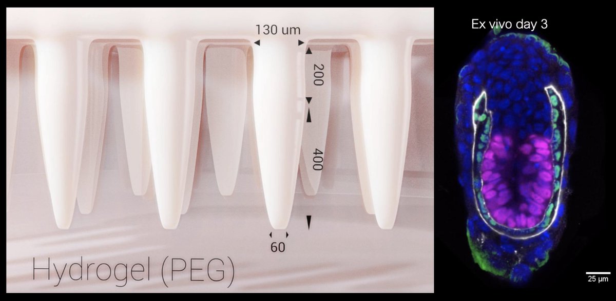 Very happy that we could contribute to this work from Hiiragi lab with our organoid engineering tools! A uterus-like substrate for ex vivo mouse development and mechanistic studies of embryo-uterus interactions. Outstanding collaborative work by <a href="/vlad_bndk/">Vlad Bondarenko</a> and <a href="/mike_nikolaev/">Mike Nikolaev</a>👏🎉!