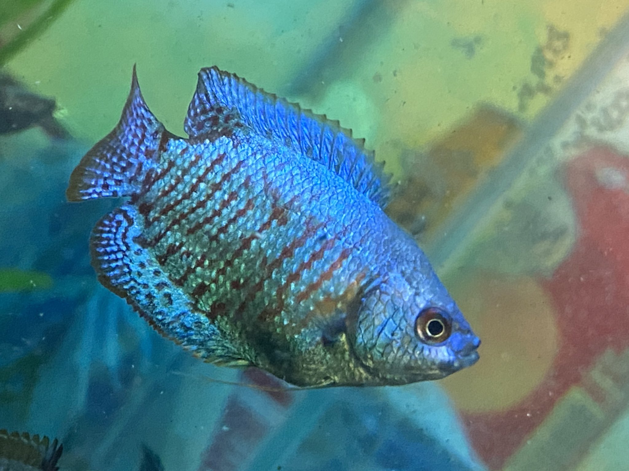 オススメ熱帯魚紹介 Twitter Search Twitter