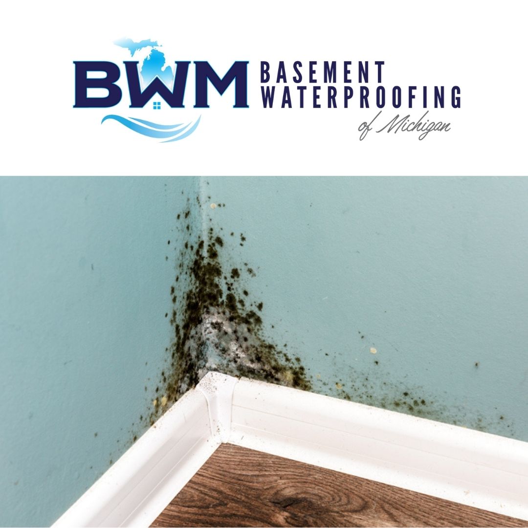 WaterproofMi's tweet image. MOLD! EWWW!!