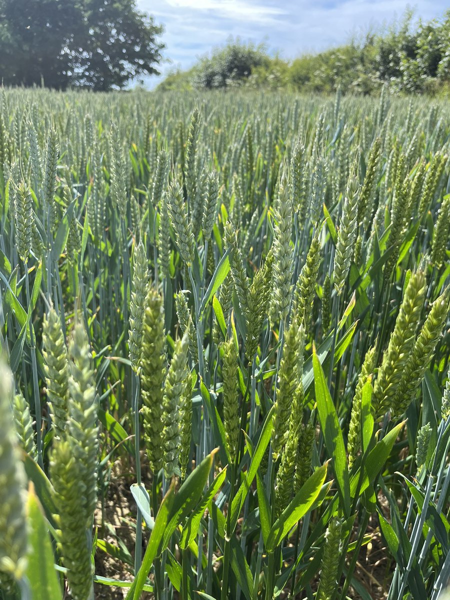 RebeccaFirth95's tweet photo. Great afternoon yesterday @MHFarmShop with @EdCTBrown Looking at wheat blends, beans &amp; oats,  nutrition, soil structure &amp; talking all things #regen
#regenerativeagriculture #healthysoils #SoilHealth @ssmsoilhealth https://t.co/90zxzuRkST