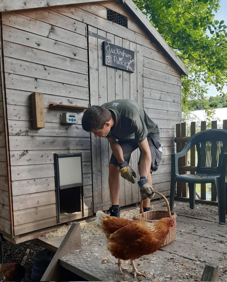 Ian Rowlands💙💛 (@ianrowly38) on Twitter photo One of our <a href="/Talkback_UK/">Talkback UK</a> Employability participants helping to collect the freshly laid eggs from "Cluckingham Palace", as part of his paid internship with <a href="/Restore_Hope_/">Restore Hope</a> ! #Talkback #Employability #SupportedEmployment #Diversity 🐔🥚 One of our <a href="/Talkback_UK/">Talkback UK</a> Employability participants helping to collect the freshly laid eggs from "Cluckingham Palace", as part of his paid internship with <a href="/Restore_Hope_/">Restore Hope</a> ! #Talkback #Employability #SupportedEmployment #Diversity 🐔🥚