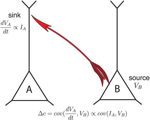 Network Neuroscience (2022) 6 (2): 614–633

Functional connectivity of fMRI using differential covariance predicts structural connectivity and behavioral reaction times

direct.mit.edu/netn/article/6…

<a href="/yschen12/">Yusi Chen</a> <a href="/sejnowski/">Terrence Sejnowski</a>