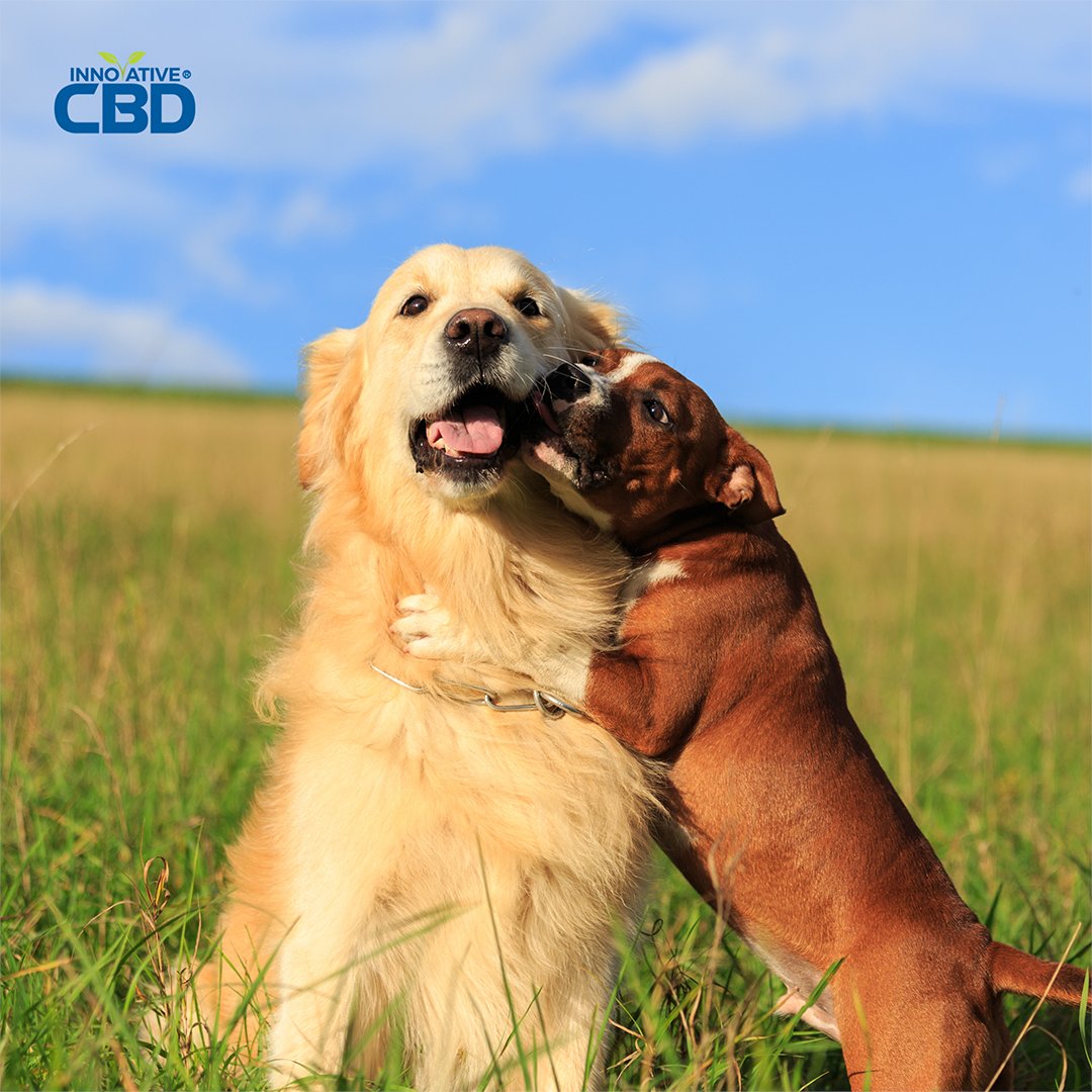 CbdInnovative's tweet photo. CBD oil is the perfect way to keep your furry friend happy and healthy.🐶🐱

.
#innovativecbd #cbdoil #cbdtropicals #cbdforpets #cbd #cbdhealth #cbdlife #healthylifestyle #wellness https://t.co/0RDOfZAUXW