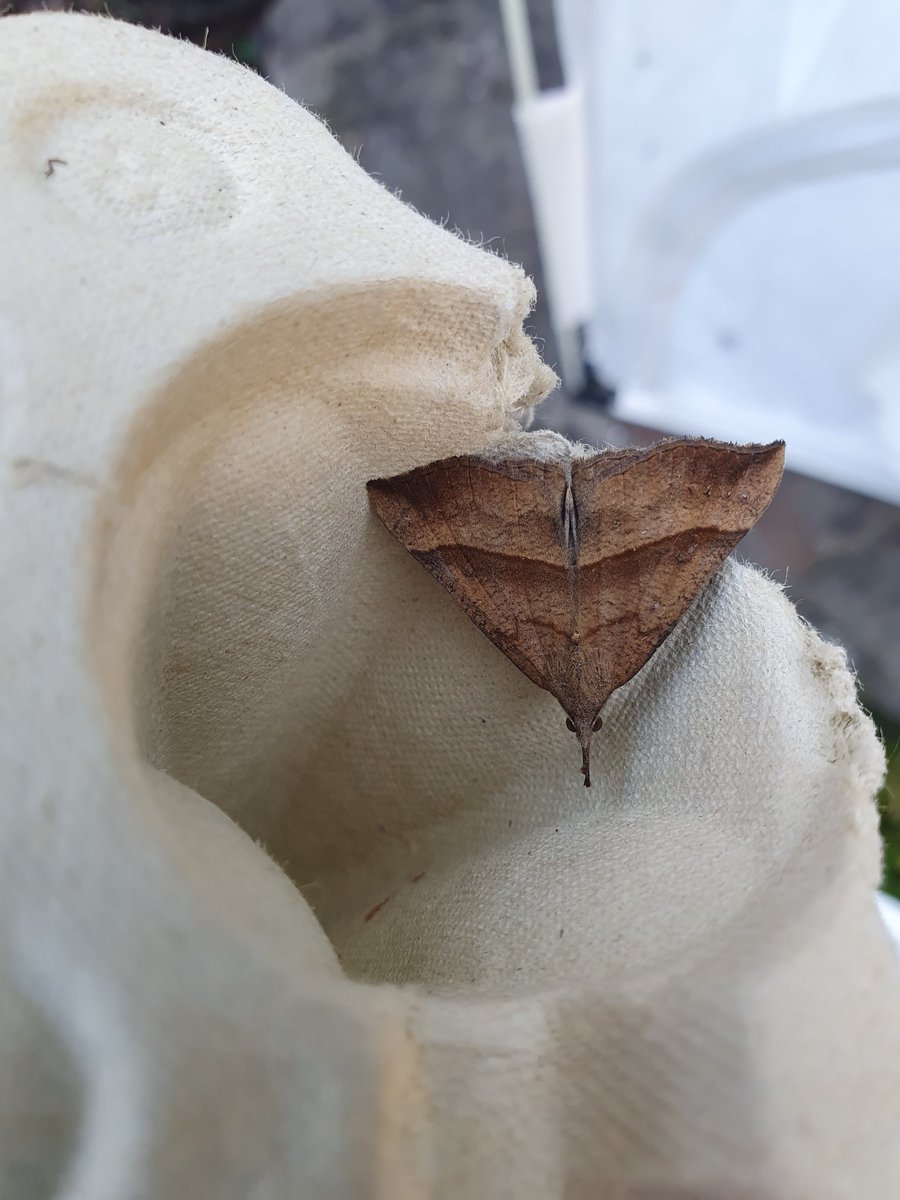 Good numbers in the trap! High temperatures and overcast = perfect conditions. No more hawk moths but all these four new for the year and this is the first green silver lines in the campus trap! #universitymothchallenge <a href="/ZoologySwansea/">SwanseaZoology</a> <a href="/savebutterflies/">Butterfly Conservation 🦋</a>
