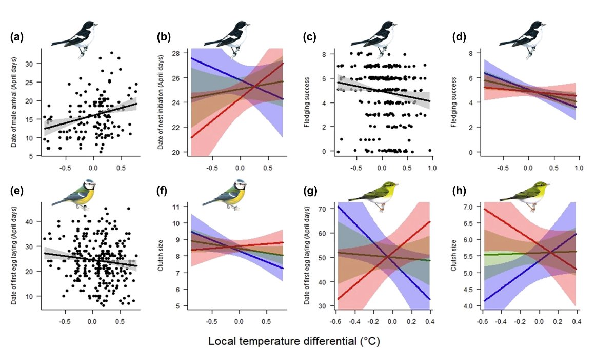 New @piedflynet paper shows how local temperature variations impact phenology &amp; reproductive success in 2 migratory passerines (pied flycatcher &amp; wood warbler) &amp; one resident (blue tit)

PAPER by <a href="/JackShutt8/">Jack Shutt</a> et al in <a href="/Oikos_Journal/">Oikos</a> bit.ly/3QrzjTl #Ornithology