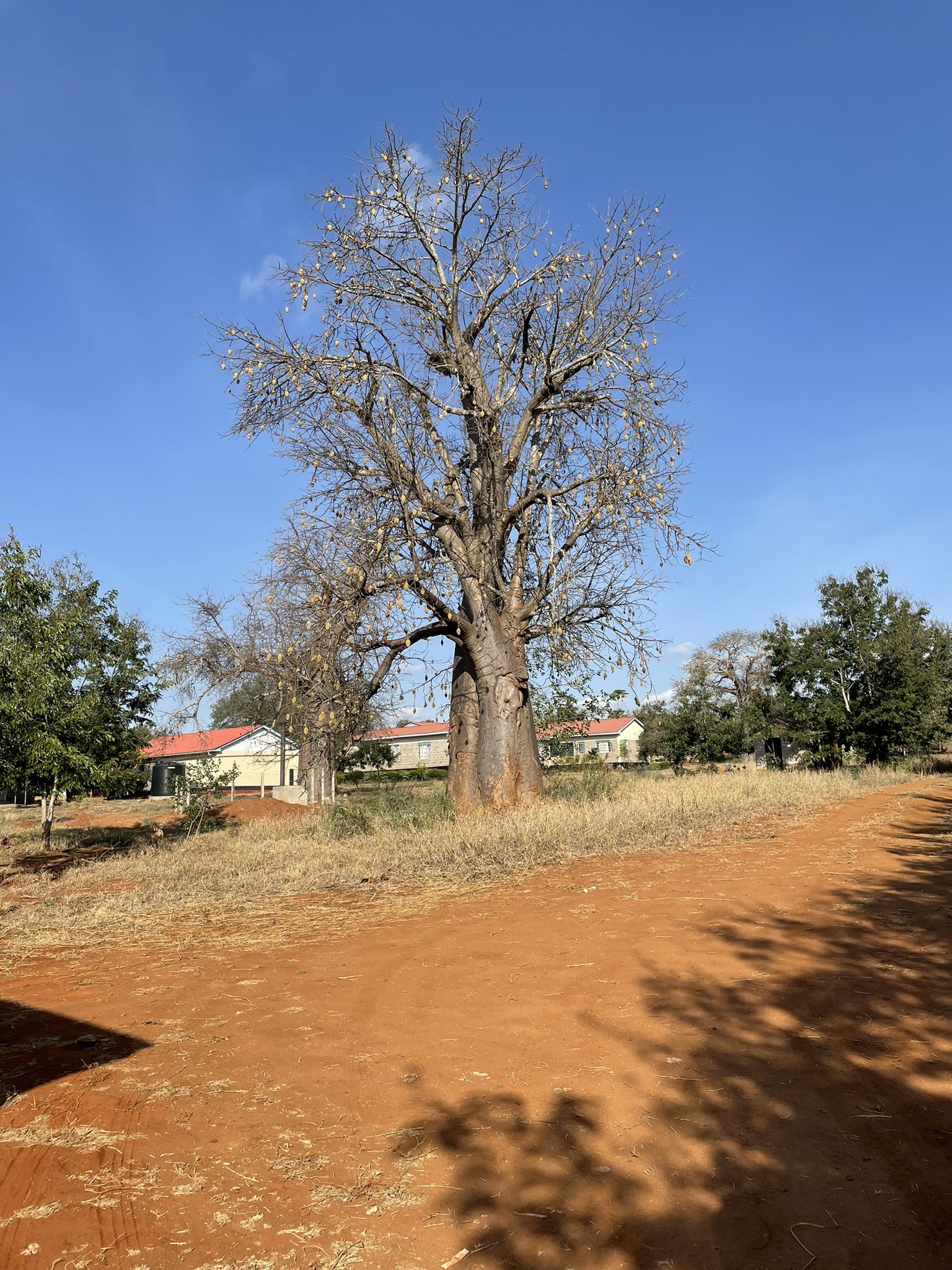 Angaza Kenya Baobab Value Chain Development (@AngazaBaobab) / Twitter