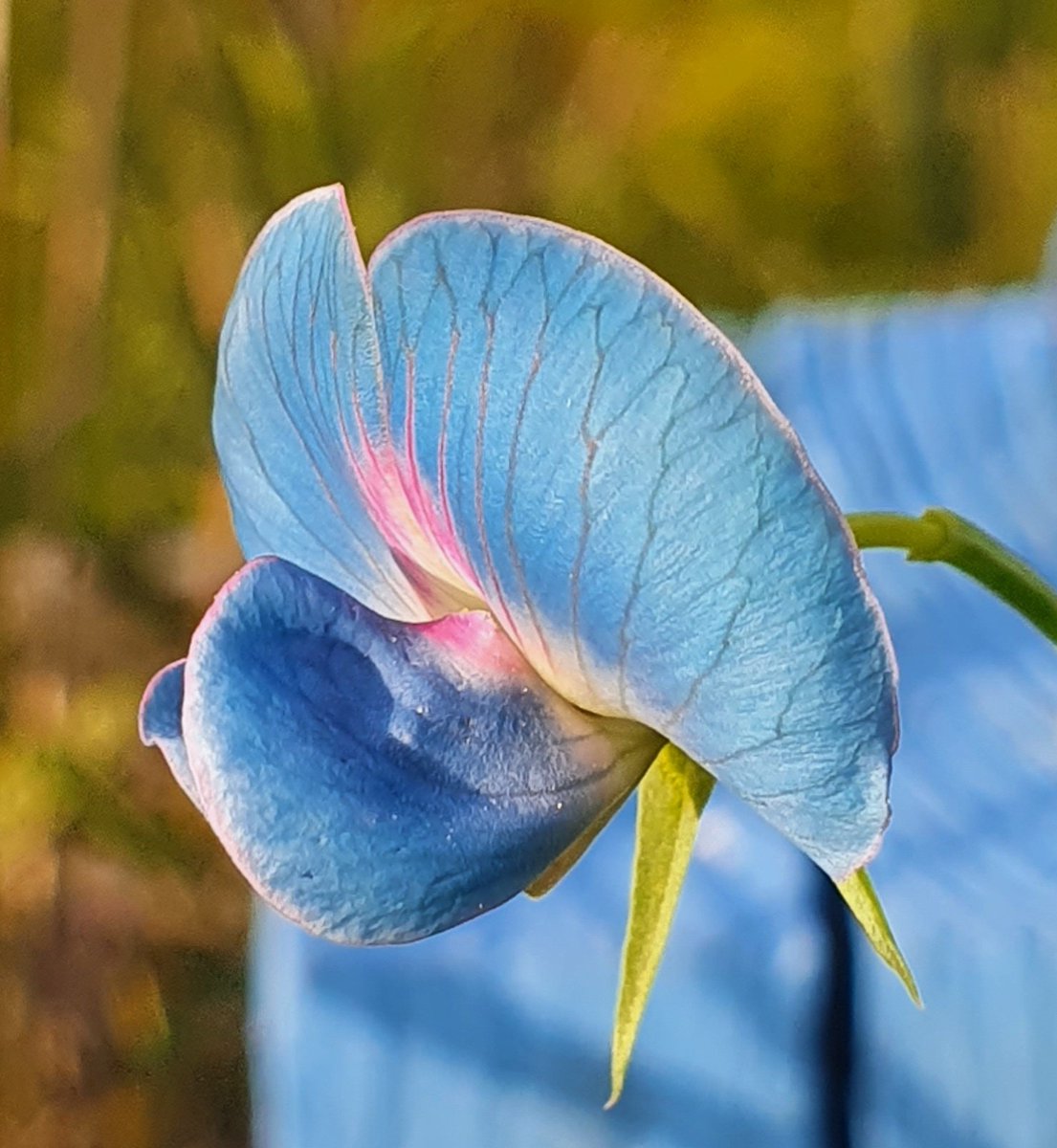 🌱Lovely_Plot 💅🇵🇱🇬🇧🪷🐞🐝 tweet media