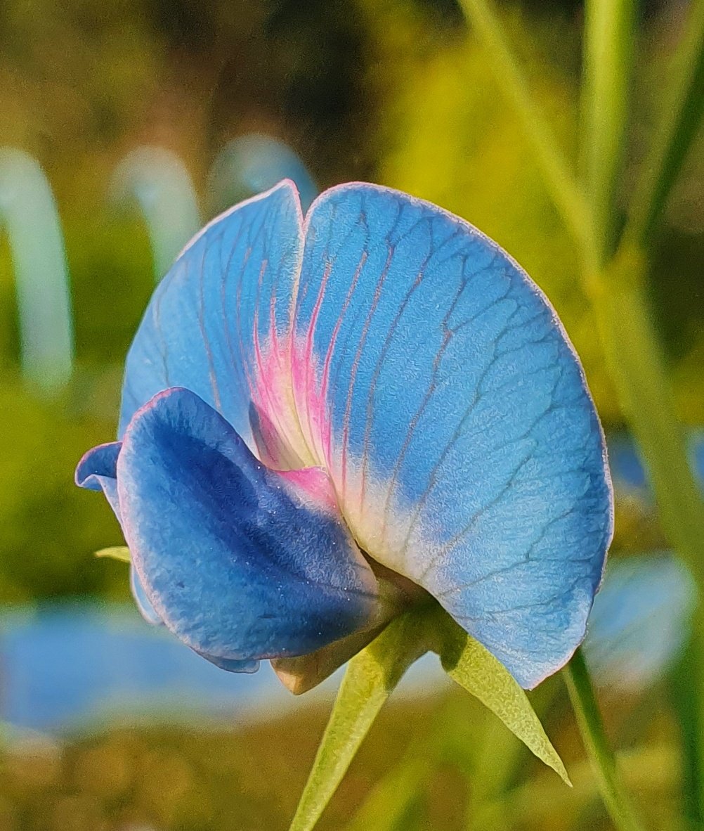 🌱Lovely_Plot 💅🇵🇱🇬🇧🪷🐞🐝 tweet media