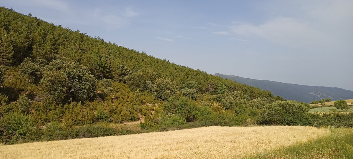 nendelxinco's tweet photo. M'agradaria que els polítics que s'han passejat pel #pirineu volen-nos vendre uns #jocsolímpics que van de fracàs en fracàs tornessin per proposar-nos un bon pla de prevenció d'incendis consensuat amb el territori
Us asseguro que no caldria fer referèndum,hi estaríem tots d'acord https://t.co/LtIA8btgrt