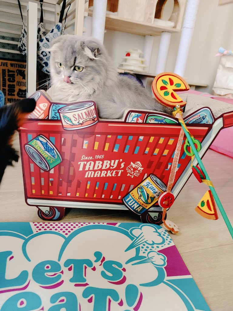ren_taro821's tweet photo. 蓮太郎も買い物かごに自ら入ったためお買い上げ(笑)
兄犬のおかげで、初のペロリショットも✌️😋📸
#AwsomeStore #ペット
#猫 #マンチカン #犬と猫がいる生活 #犬と猫 https://t.co/TJViWFbnMg