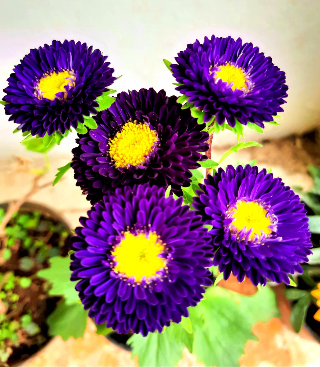 #flowersonfriday Photo,#flowersonfriday Photo by Kiran Tripathi,Kiran Tripathi on twitter tweets #flowersonfriday Photo