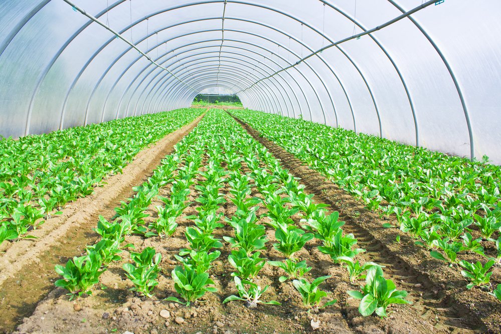 knowglowx's tweet photo. The Future of Agriculture!
Productivity and Food security. 
Agree?
#agriculture https://t.co/v2BIy6SrsD