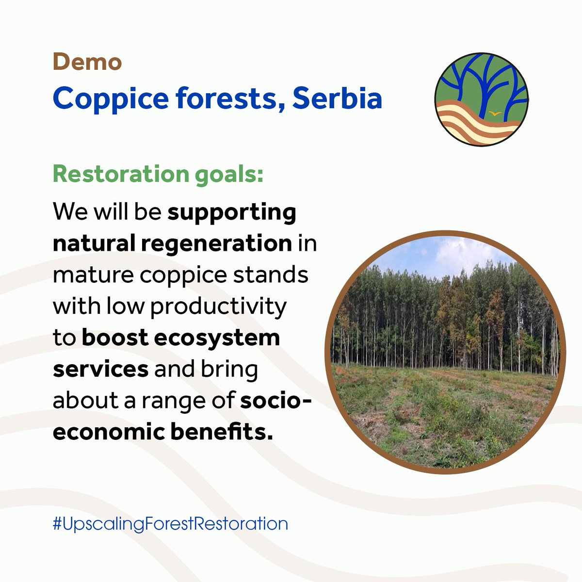 SUPERB_project's tweet photo. Our vision for our demo area in Serbia? To restore coppice #forests through #naturalregeneration, aiming at improving almost all its functions.  

In practice, this will establish more resilient #ecosystems, enhance #biodiversity &amp; the welfare of #ruralcommunities🧑‍🌾👩‍🌾 https://t.co/UADciZKrNT