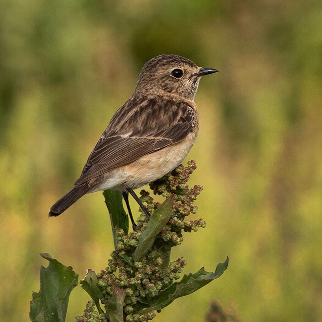 Draksphotos's tweet photo. Common stonechat, Bahrain. #CommonStonechat #Stonechat #Wildlife #Bahrain https://t.co/x8z21UVJVp