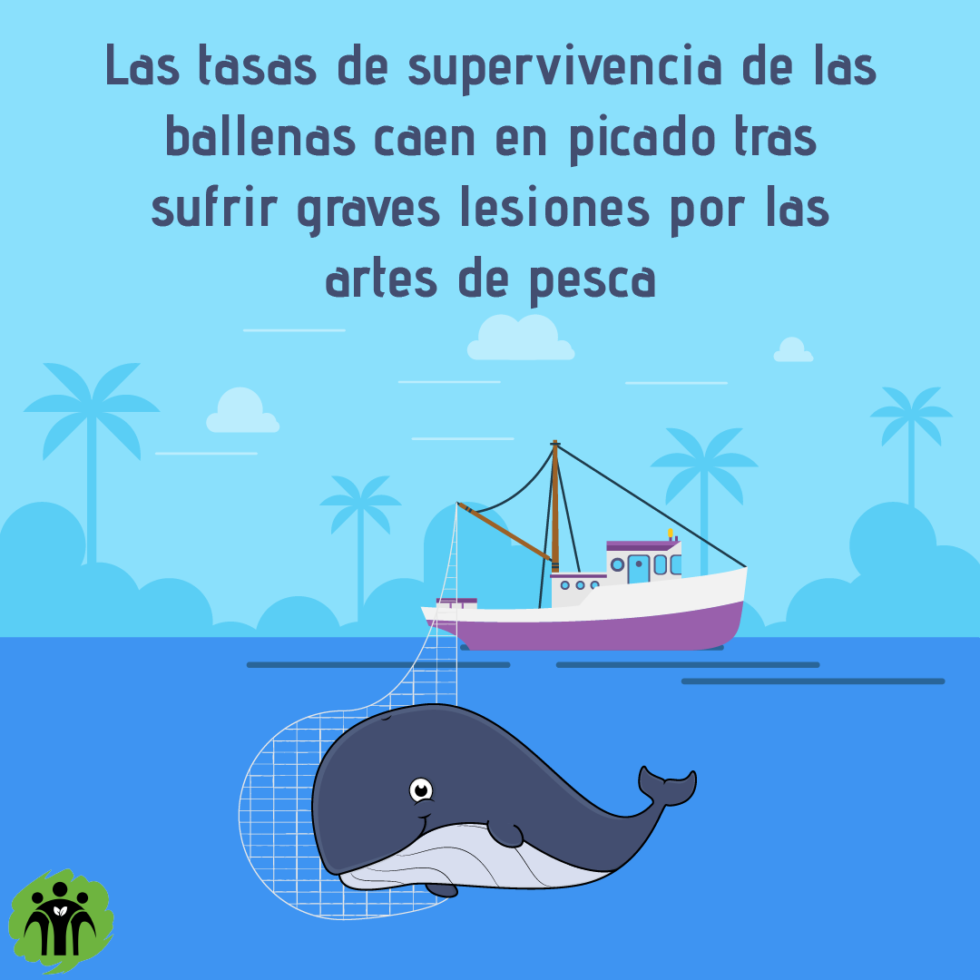 Don Bosco Green Alliance - ES tweet media