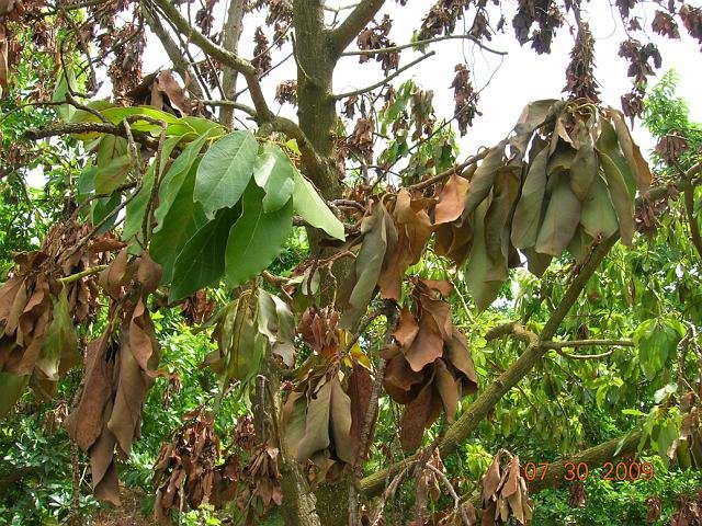 Research has shown that fungicides containing potassium phosphonate can help avocado trees become more resilient to avocado root rot. Fungicides should be used in combination with proper soil conditions, irrigation and fertilizing practices to treat this condition.