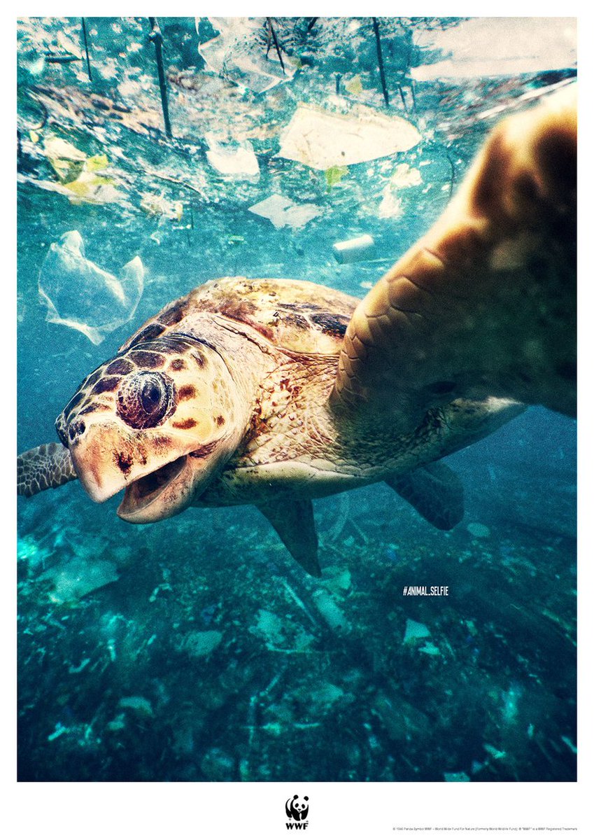 jakeranallo's tweet photo. Love the animal selfies campaign for WWF from Cherry Tokyo 🐧

#advertising #retouching #wwf https://t.co/24wRQi66dB