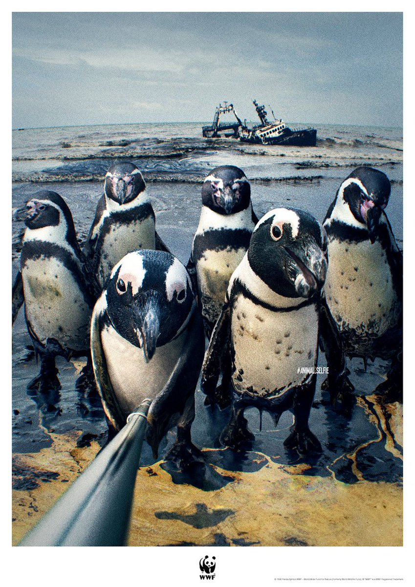 jakeranallo's tweet photo. Love the animal selfies campaign for WWF from Cherry Tokyo 🐧

#advertising #retouching #wwf https://t.co/24wRQi66dB