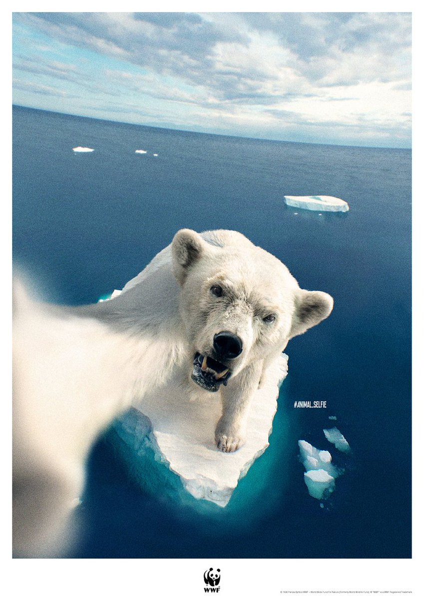 jakeranallo's tweet photo. Love the animal selfies campaign for WWF from Cherry Tokyo 🐧

#advertising #retouching #wwf https://t.co/24wRQi66dB