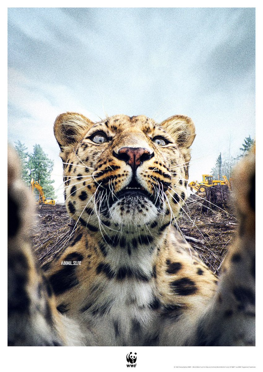 jakeranallo's tweet photo. Love the animal selfies campaign for WWF from Cherry Tokyo 🐧

#advertising #retouching #wwf https://t.co/24wRQi66dB