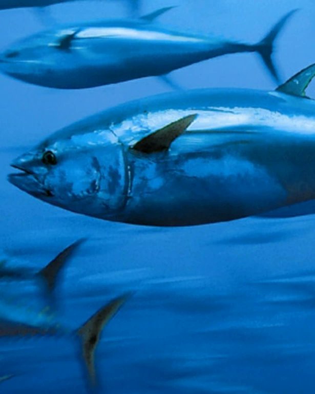 #Bluefintuna #limitonfishing #gibmarinereserve