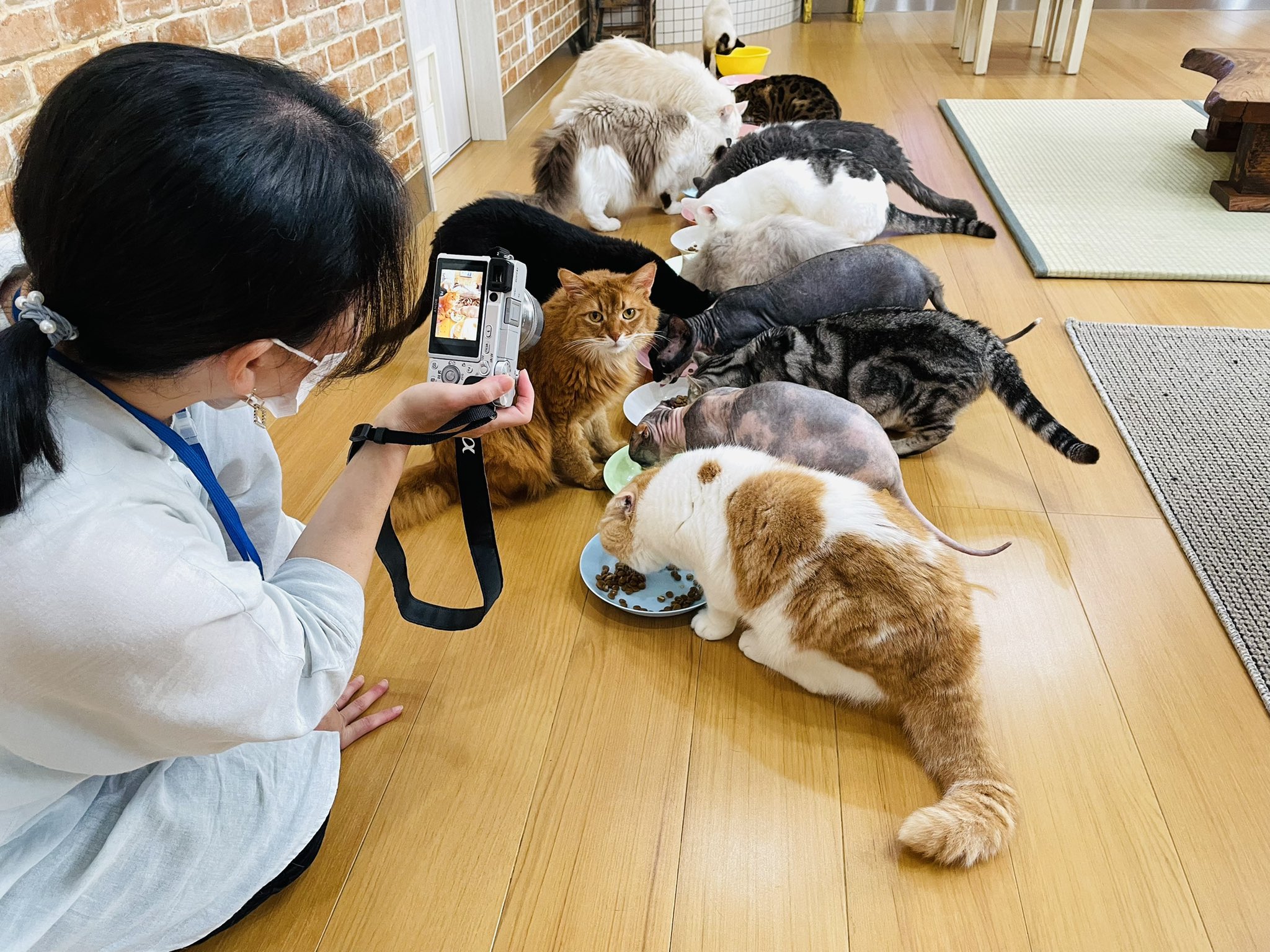 猫カフェ紅葉 大阪 泉南市 Nekocafemomiji Twitter