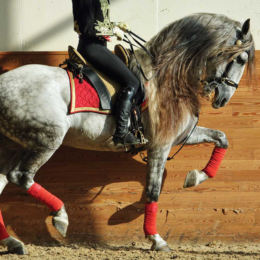 essentialeditor's tweet photo. With their stunning poise and unbridled power, Iberian thoroughbred horses have been prized for millennia. Spains rich equestrian tradition is so highly regarded, exemplified by the Lipizzaner show horses of the Spanish Riding School.

https://t.co/jjDDMKb5AN https://t.co/bO6S2fYc6Z