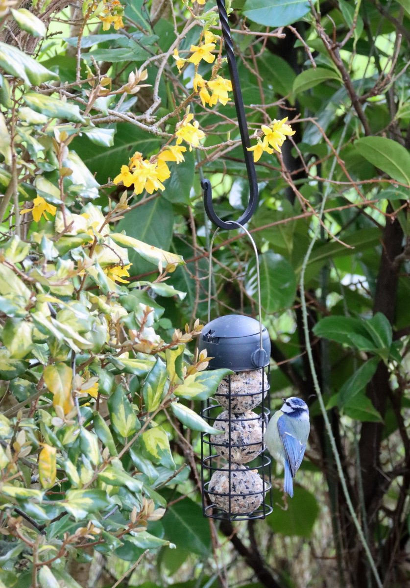 Henry Bell Wild Bird Care tweet media