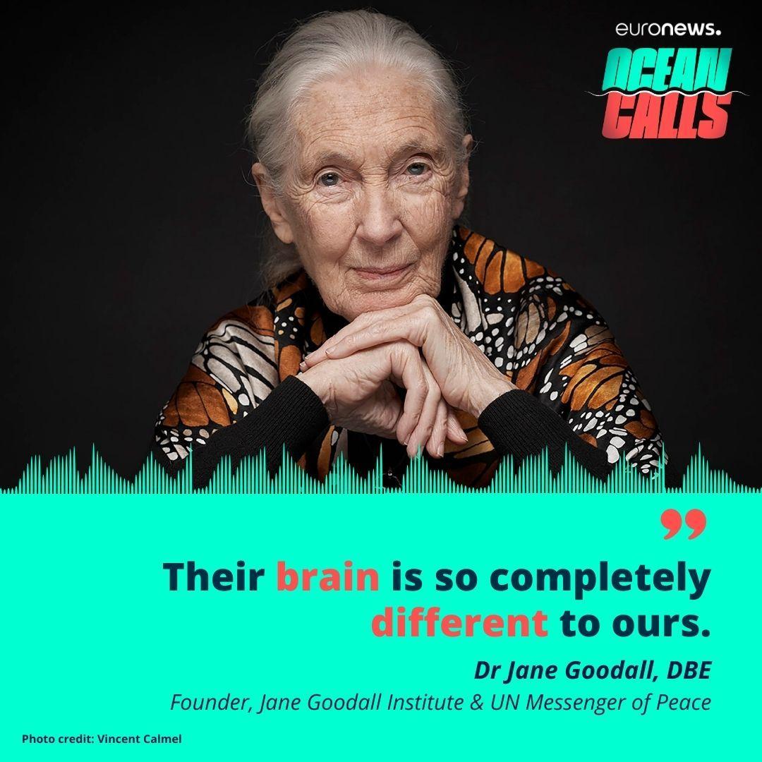🌊 In our new podcast series #OceanCalls, you'll get to hear some of the most inspiring people talk about their favourite marine species. Which one do you think is Dr Jane Goodall's? 🔔 Subscribe and find out on June 30: bit.ly/39nMh3K w/ @EU_MARE @JaneGoodallUK