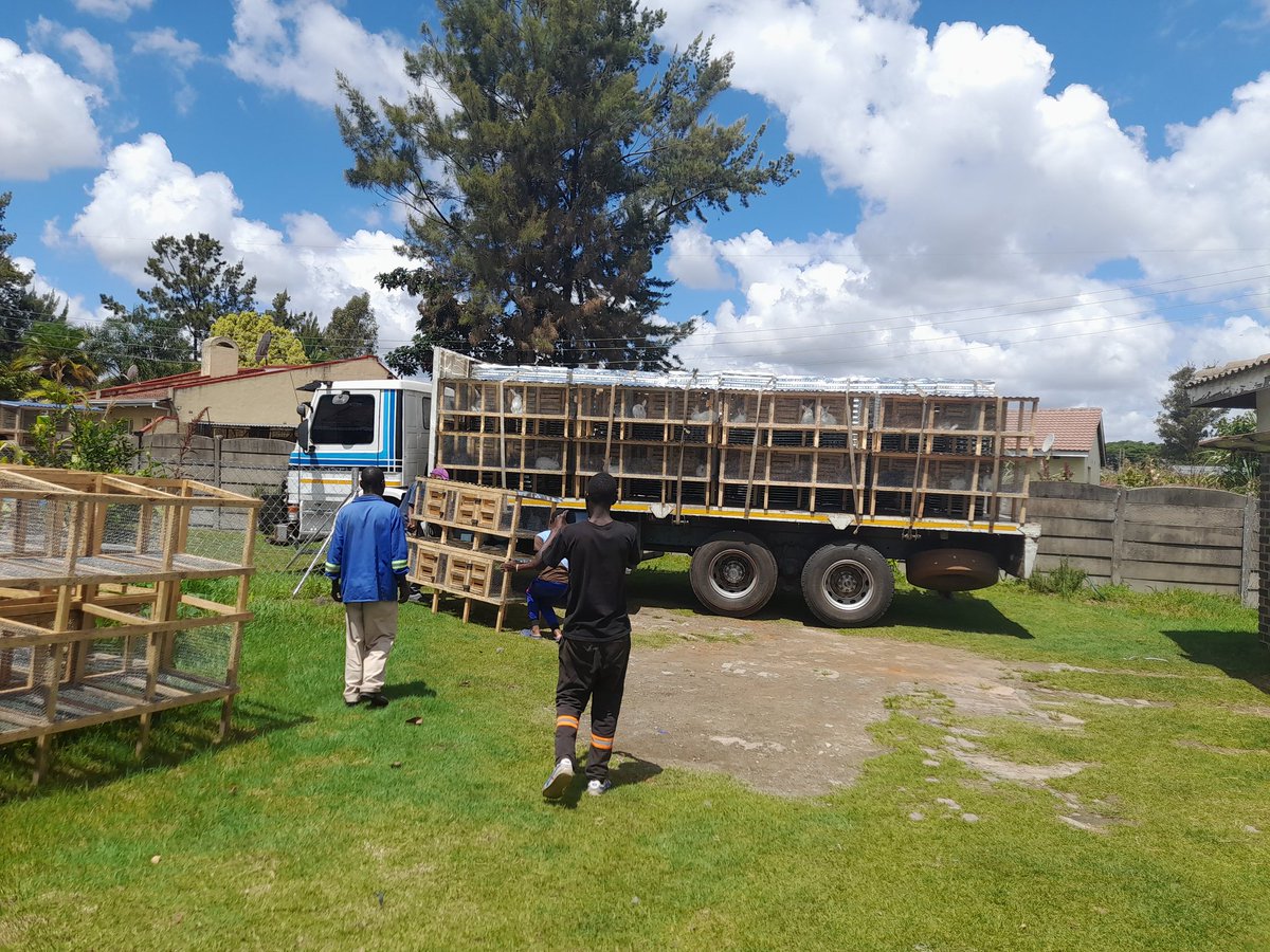 kchingono1's tweet photo. I am 'the market' for rabbits, dm, call  or app me on 0717263023/0773344760. Desperate people only https://t.co/aCB5vwAMwX