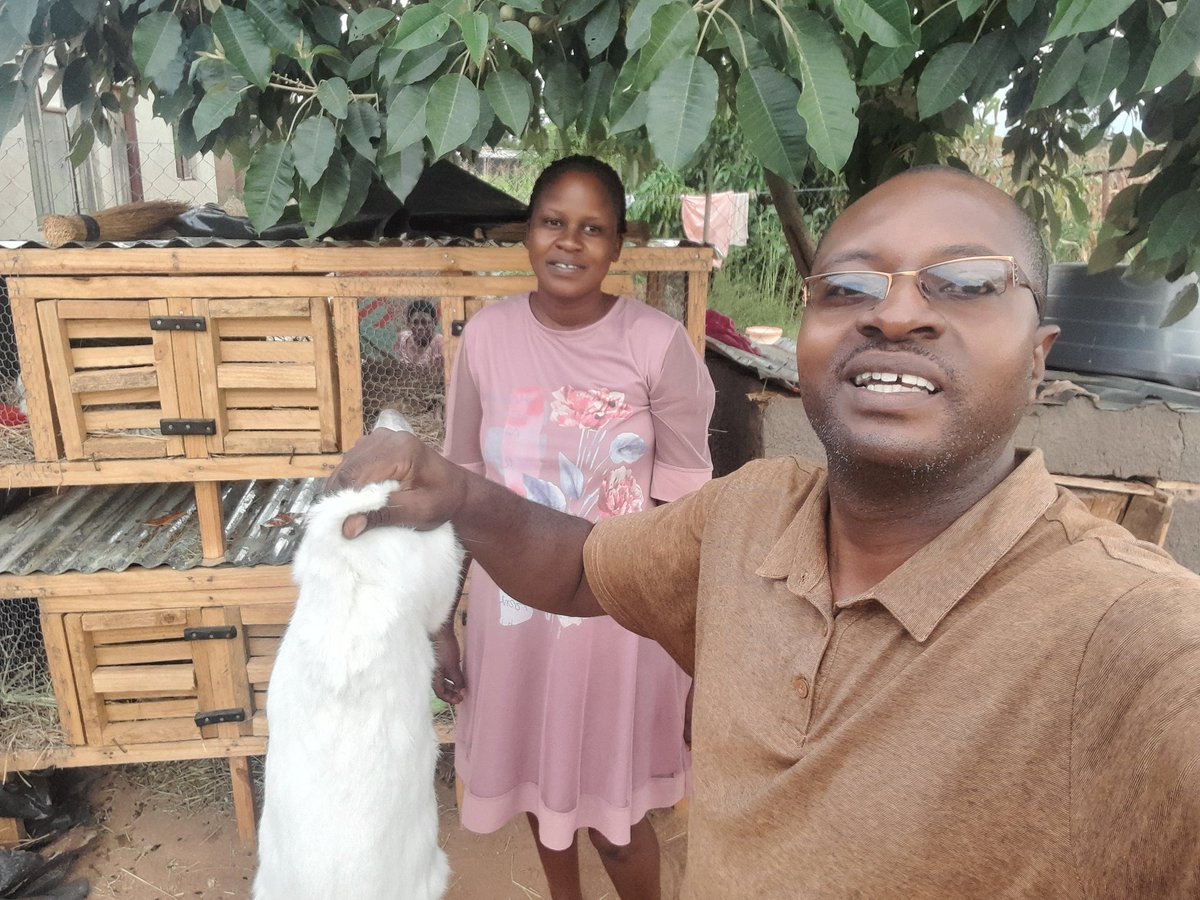 kchingono1's tweet photo. I am 'the market' for rabbits, dm, call  or app me on 0717263023/0773344760. Desperate people only https://t.co/aCB5vwAMwX