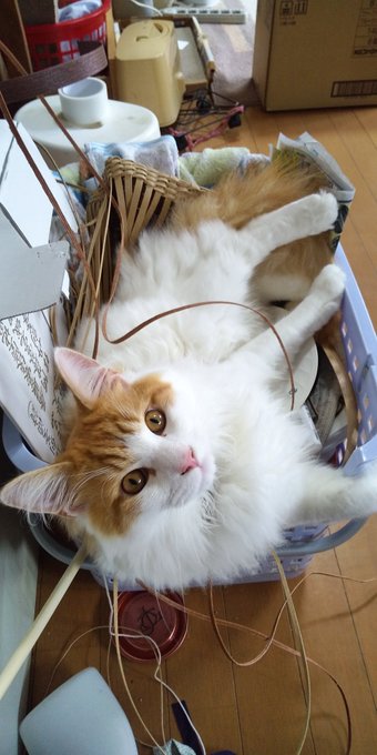 これは母の編み物籠を占領する猛獣 