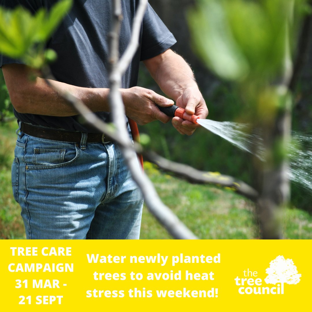 TheTreeCouncil's tweet photo. 🌞 With much of the country in for blazing weather, spare a though for our tree friends. Young #trees (planted -5 yrs ago) will thank you for a long drink 2/3x a week in the AM or PM. More #TreeCare tips 👉https://t.co/6Zx6Wc3Rii #TreeTLC #TreeCareSeason #ClimateChange #Heatwave https://t.co/kNB0Ht9Cb3