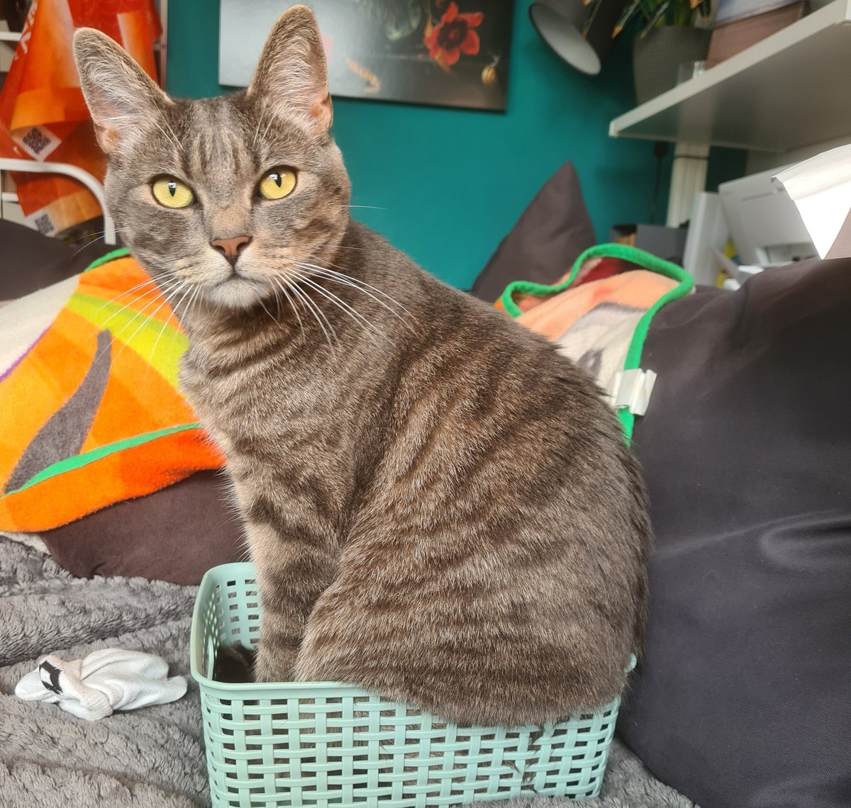 Wat bedoel je: past niet?!?

#CatsOnTwitter #cat